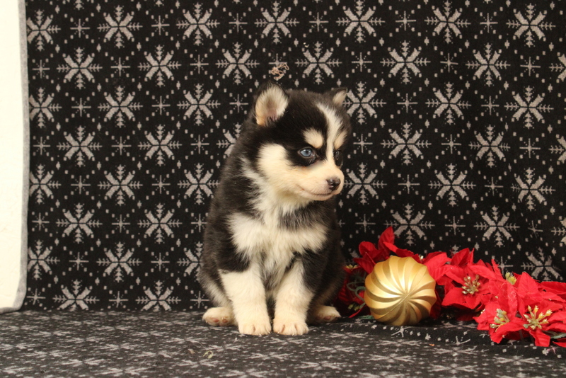 puppy, for, sale, Pomsky, Matthew B. Stoltzfus, dog, breeder, Gap, PA, dog-breeder, puppy-for-sale, forsale, nearby, find, puppyfind, locator, puppylocator, aca